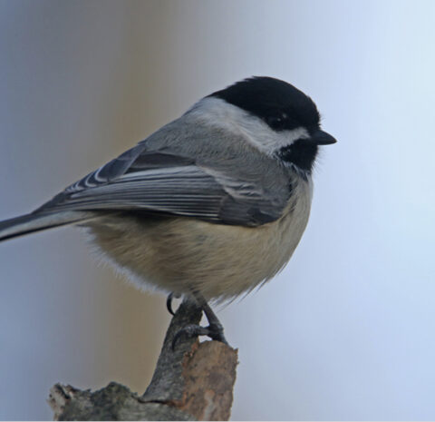 Westmoreland Sanctuary Winterfest